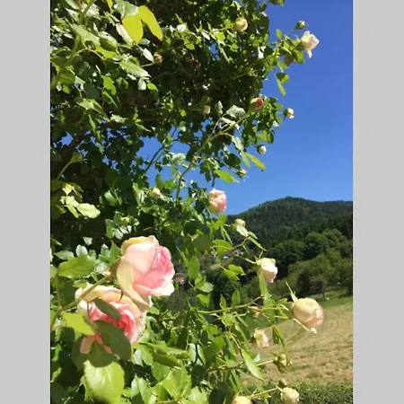 Traumhafte Lage Und Fantastischer Ausblick! Atemberaubendes Dach-studio. Bühlertal